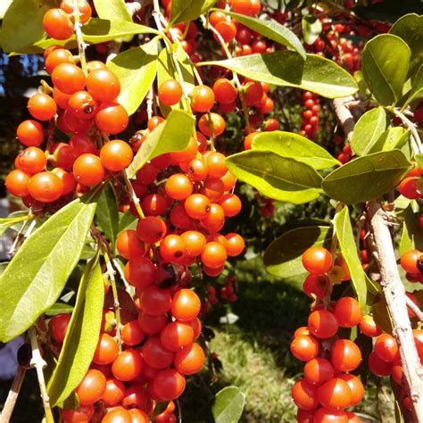 Moldenke Fruit Plant (Citharexylum montevidense) – veliyathgardens