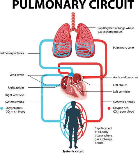 Pulmonary Circulation Begins With at Cristal Lawrence blog