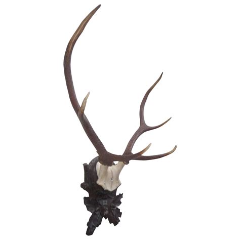 Black Forest Stag Mount on Carved Wood Plaque at 1stDibs