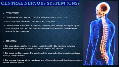 Image result for Nervous System Classification