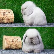 Image result for Blue Holland Lop Bunny