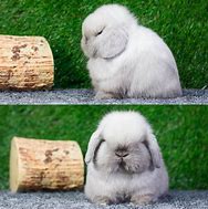 Image result for Holland Lop Fluffy