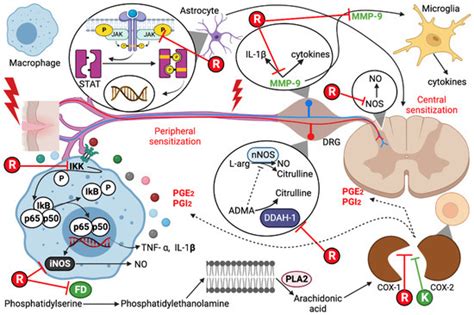 The Additive Antinociceptive Effect of Resveratrol and Ketorolac in the ...