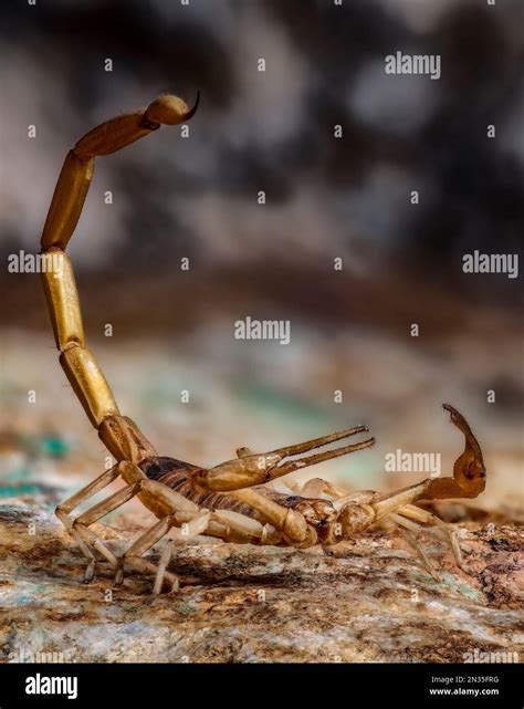 Desert Hairy Scorpion, Hadrurus arizonensis, Arizona Stock Photo - Alamy