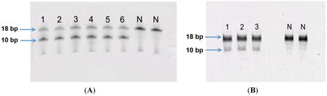 Alkylation and Carbamylation Effects of Lomustine and Its Major ...