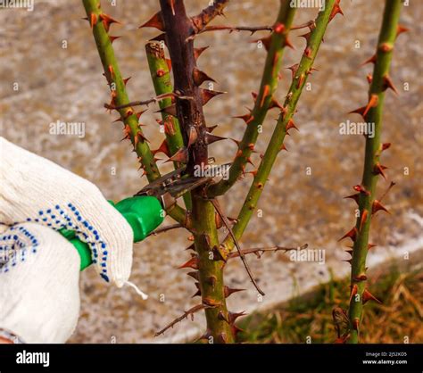 Pruning rose bushes in spring. Garden work. Secateurs in the hands of a ...
