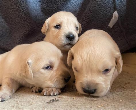 Venta de GOLDEN RETRIEVER en Bogota y Cali, Colombia - Pettito