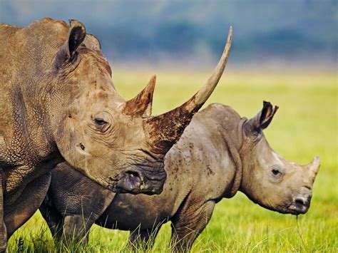 Rhinoceros | Animal Wildlife