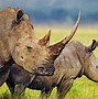 rhinoceros 的图像结果