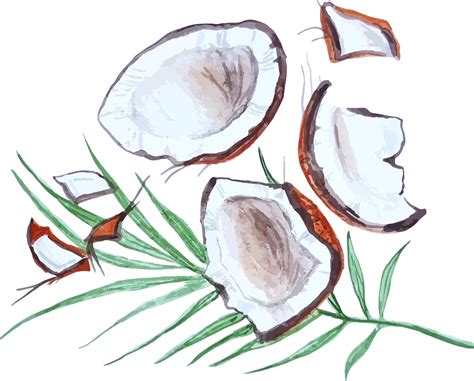 Broken Coconut Drawing