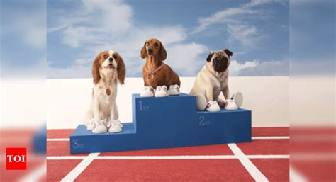 Indian dogs become prized possessions - Times of India