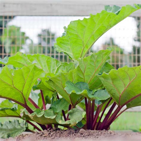 Growing Rhubarb - Tips & Tricks for a Good Harvest - Simplify, Live, Love