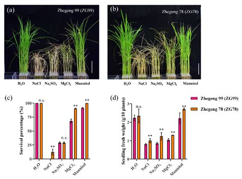 Differential Physiological Responses to Salt Stress between Salt ...