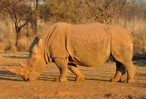 Plumari Game Reserve, Magaliesburg
