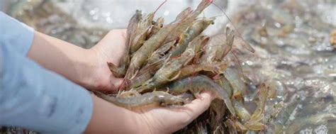 探访崇明岛近千亩“虾田” 20万斤小龙虾就在这里_大申网_腾讯网