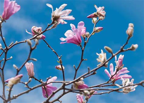 12 Popular Types of Magnolia Trees and Shrubs
