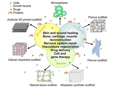 What Is Tissue Engineering 的图像结果