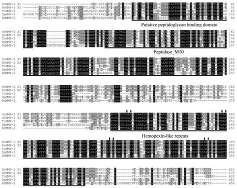 RNAi of HvMMP2 Affects Larval-Pupal Transition and Adult Eclosion in ...