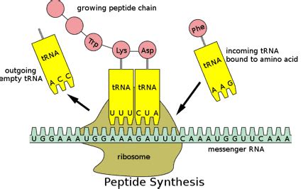 Image result for DNA Microarray Data