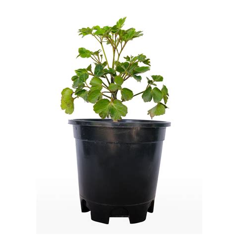 Buy Dwarf Dinner Plate Aralia with Pot Online | Manbhawan Nursery