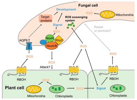 Production, Signaling, and Scavenging Mechanisms of Reactive Oxygen ...