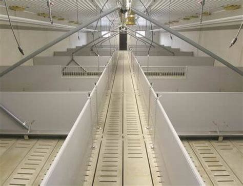 Intensive Pig Farming 的图像结果