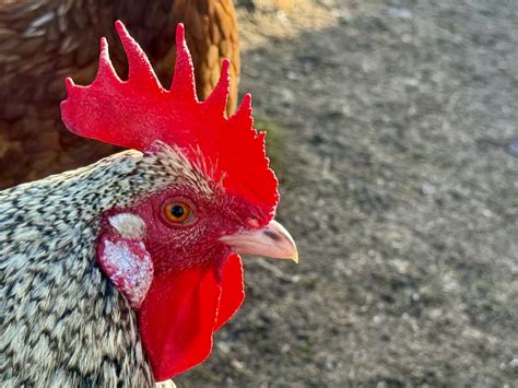 THE IPHONE 15 PRO CAMERA: THIS IS WHAT «PRO» TRULY MEANS – I love ...