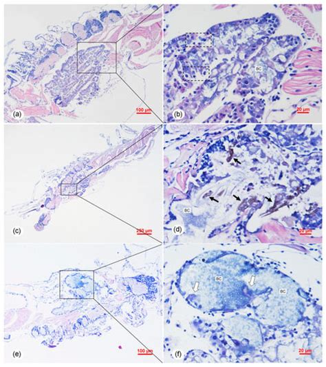 Determination of the Infectious Agent of Translucent Post-Larva Disease ...
