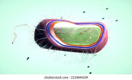 Prokaryotic Cell Structure 的图像结果