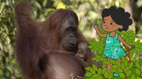 L'imagier animé de Koumi - Voici un orang-outan | TV5MONDE Maghreb-Orient