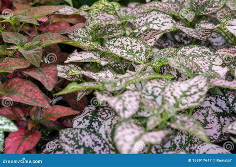 Hypoestes Phyllostachya or the Polka Dot Plant Stock Image - Image of ...