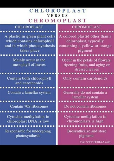 What is the difference between chromoplast and chloroplast, please ...