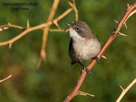 Birds Of Gujarat, Large no of bird collection and species in gujarat