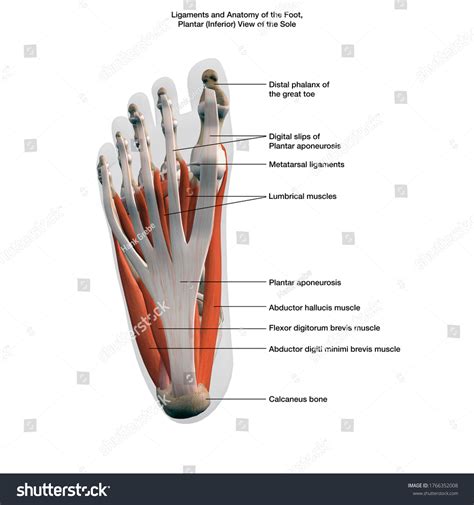 Ligaments Anatomy Human Foot Labeled 3d Stock Illustration 1766352008 ...