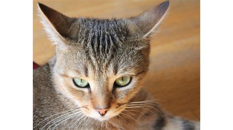Cat Airplane Ears: Understanding When & Why Cat Ears Take Flight