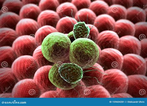 Image result for Lymphocytes Cancer