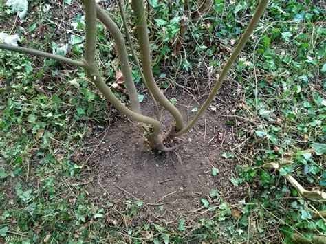 Tree Stump Removal Tricks 的图像结果