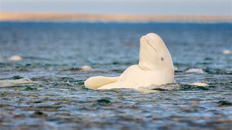 Beluga whale near Somerset Island, Nunavut, Canada | Windows Spotlight ...