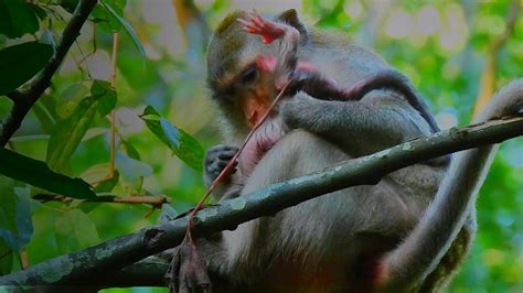 Image result for Bug Infested Baby Monkey