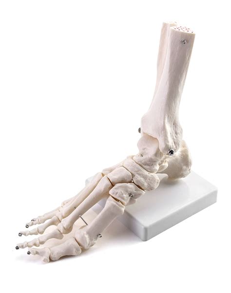 Buy QWORK® Human Foot Joint Skeleton Model, Medical Anatomy Foot and ...