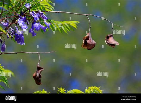 Image result for Inline JavaScript Example