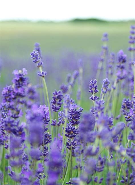 Download Purple Lavender Field Flower Iphone Wallpaper | Wallpapers.com