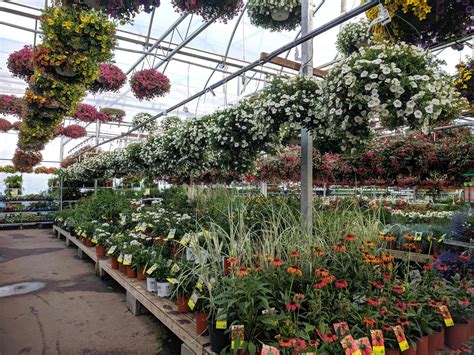 Top 10 Flowers That Bloom All Year Long – Nursery Kart