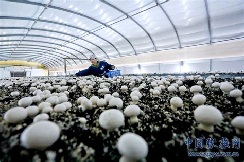 张掖市农业农村局-临泽：小蘑菇做成大产业