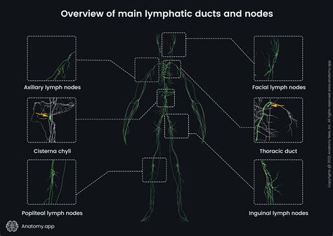 Image result for Lymph trunk Lymphatic System