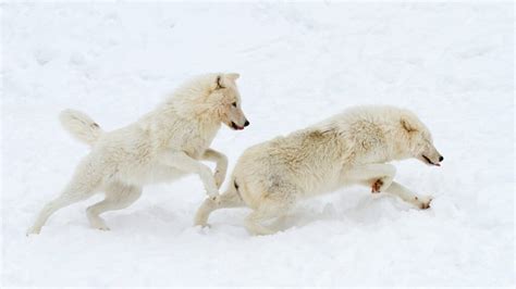 Arctic Wolves 的图像结果