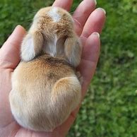 Image result for Cute Bunny Logo