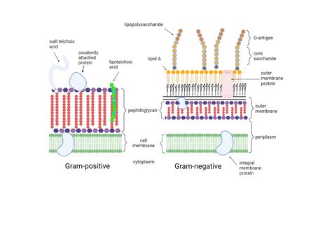 Bacterial Cell Structure 的图像结果