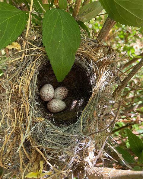 Daily Postcard: Speckled Eggs In Nest In Pajarito Acres