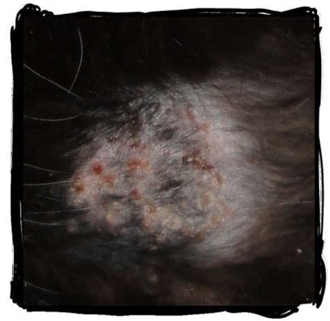 How to Get Rid of Hot Spots on Cats | PetHelpful